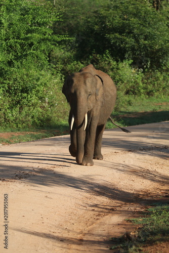 Sri Lankan Elelphants in the Wild, Sri Lanka 