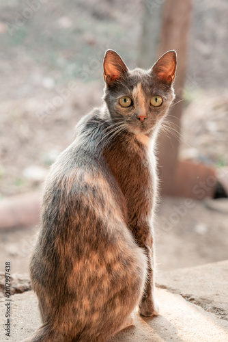 Фотография Dilute tortoiseshell cat with striking yellow eyes sitting outdoors and turning