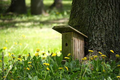 Rustic Birdhouse Against Oak Tree Trunk Surrounded by Dandelions in Sunny Meadow