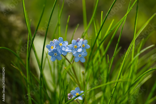 Delicate blue forget-me-not flowers bloom amidst lush green grass in soft sunlight