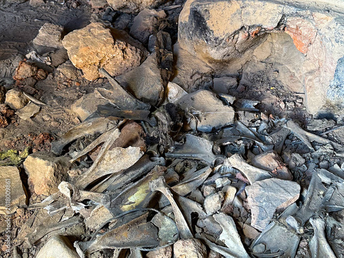 Fotografija Animal Bone Remains in Caves of Qionglong Silver City, Archaeological Site of An
