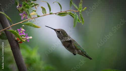 Bilde på lerret Female Anna's Hummingbird Hovering by Flowering Goji Berry Branch