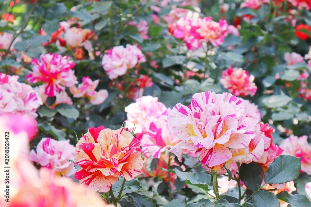 Fototapeta premium 華やかなバラの花（エドガードガ）4