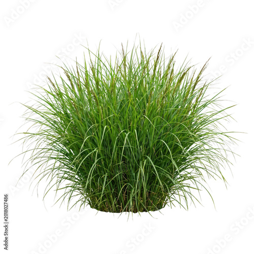Green ornamental grass plant isolated on transparent background