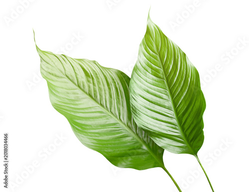 two spathiphyllum leaves on a white isolated background
