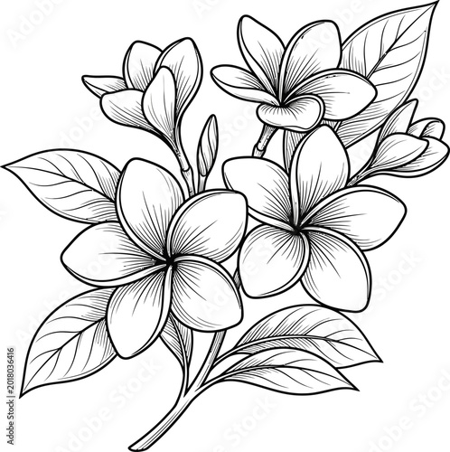Beautiful Plumeria Flower Branch Line Art Illustration.