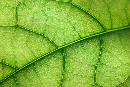 Fotografie background of veins of textured leaf close-up