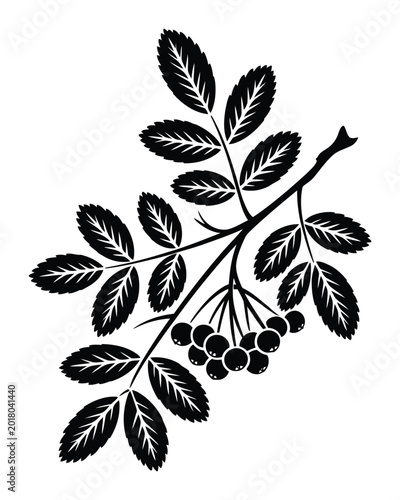 Detailed black and white botanical of a rowan branch with pinnate leaves and clusters of small berries