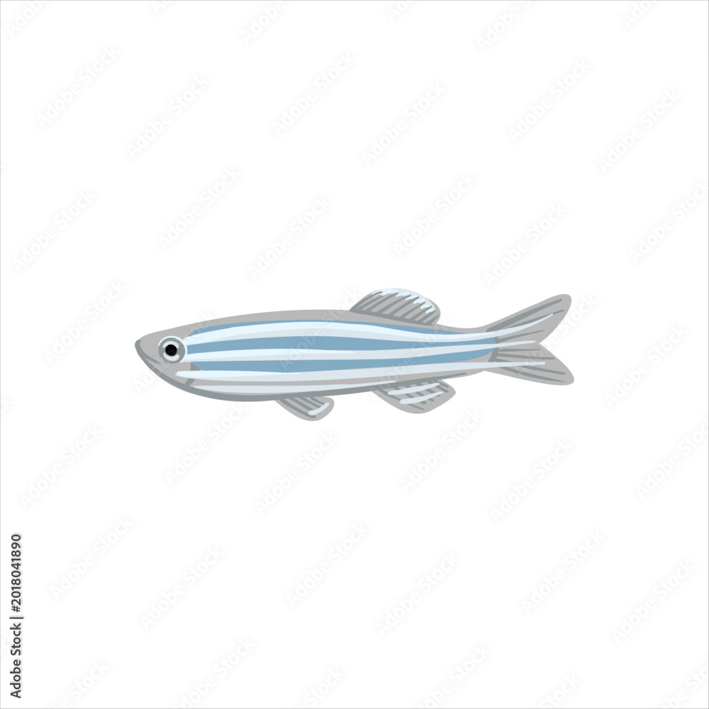 Fototapeta premium zebrafish, zebra danio, Danio rerio, vector drawing aquarium fish isolated at white background, hand drawn illustration