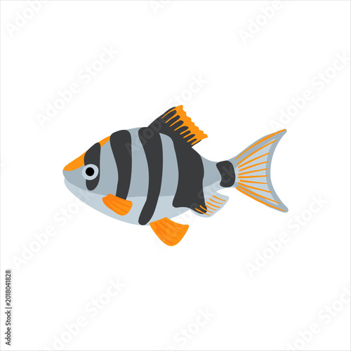 Sumatra tiger barb , Puntigrus tetrazona, vector drawing aquarium fish isolated at white background, hand drawn illustration