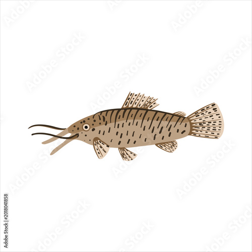 black marble hoplo,Megalechis thoracata , vector drawing aquarium fish isolated at white background, hand drawn illustration