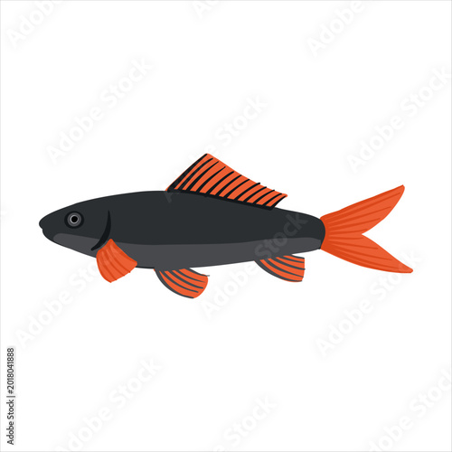 red-tailed black shark, redtail sharkminnow, Labeo bicolor, vector drawing aquarium fish isolated at white background, hand drawn illustration