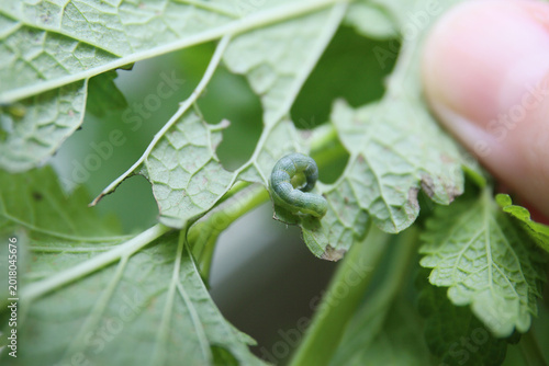 plants diseases and pests, details of gardening care