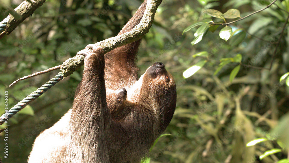 Obraz premium Mother Three-Toed Sloth Carrying Baby While Climbing Rainforest Tree Branch