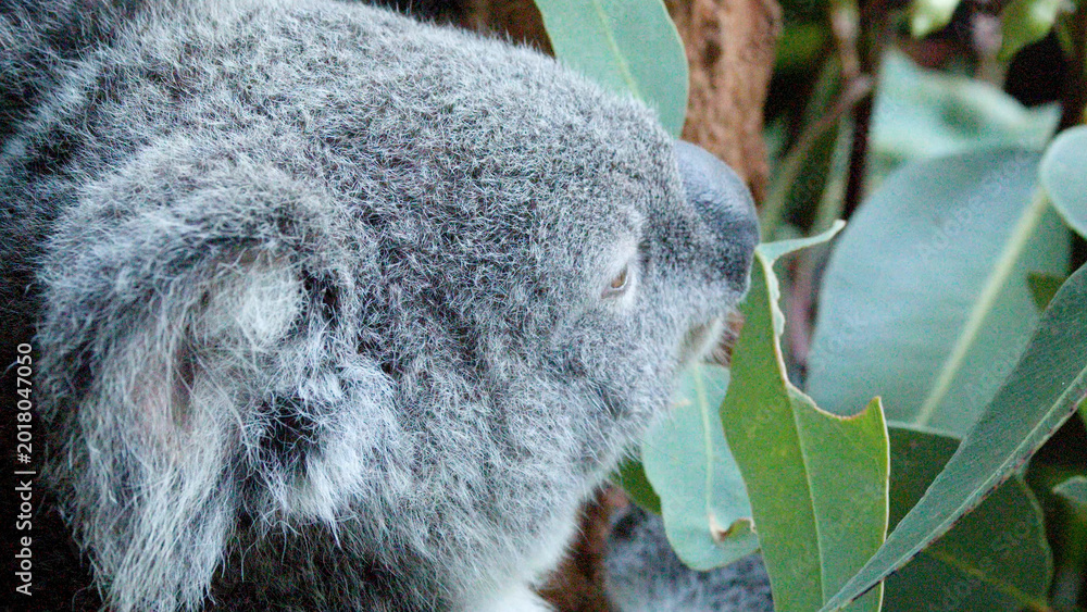 Fototapeta premium Close Up Profile of a Koala Eating Eucalyptus Leaves in Australia