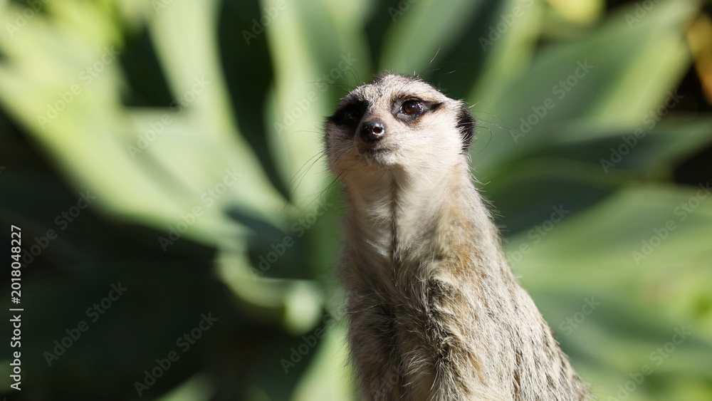 Fototapeta premium Close Up Portrait of an Alert Meerkat in a Lush Forest