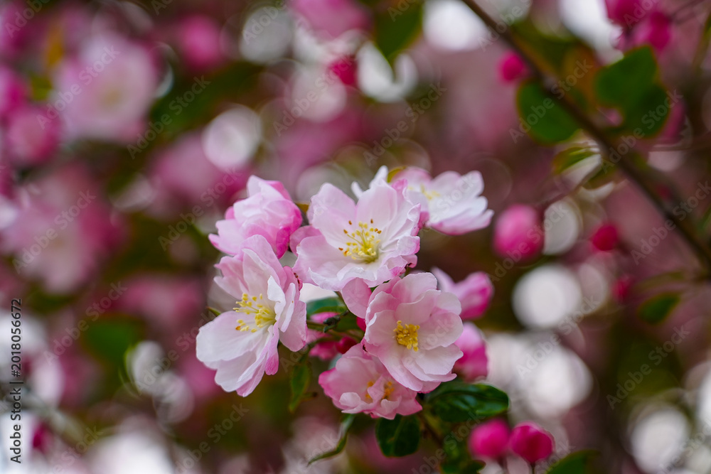 Fototapeta premium The blooming crabapple flowers are very beautiful in spring
