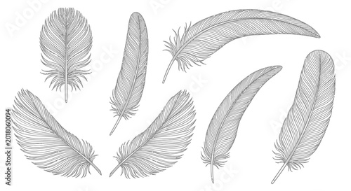 Grey feather illustrations, feather set, vector feathers, black and white, elegant feathers