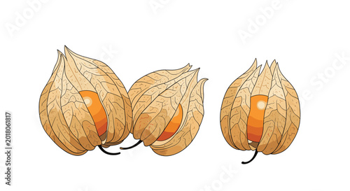 Trio of physalis fruits also known as Cape gooseberries shown in their papery husks with the orange berry visible.