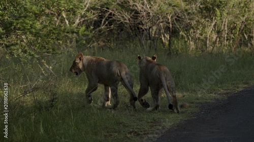 Curious lion cubs standing on dusty safari road in African wildlife reserve, approaching tourist jeep from first person perspective during unforgettable savanna adventure at golden sunset hour