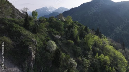Picturesque slopes of the Trans-Ili Alatau mountains with a blooming apple tree near the city of Issyk in the Almaty region in southeastern Kazakhstan