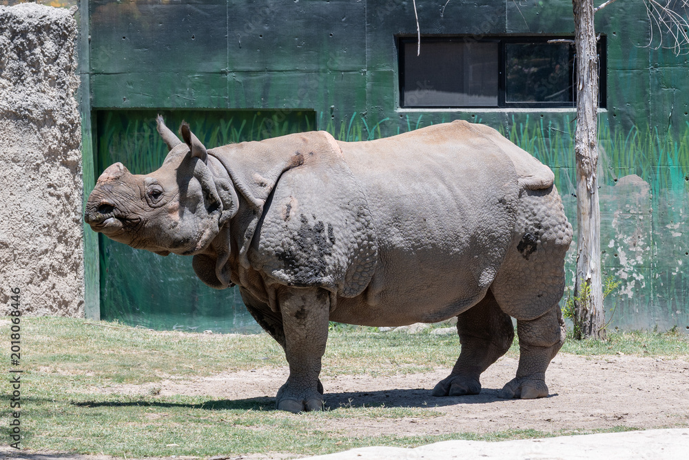 Naklejka premium A majestic Indian rhinoceros stands calmly in its enclosure at Guadalajara Zoo on a bright, sunny day, showcasing its impressive size and skin texture.