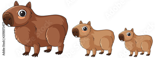 Three cartoon capybaras stand in a row against a plain white background in vector style