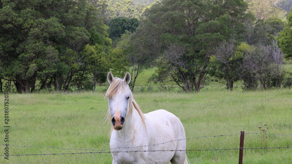 Obraz premium White Horse Standing in a Green Field Behind a Barbed Wire Fence