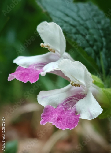 Macro close-up of delicate pink and white Bastard Balm (Melittis melissophyllum) growing in a shaded forest environment in northern Hungary.