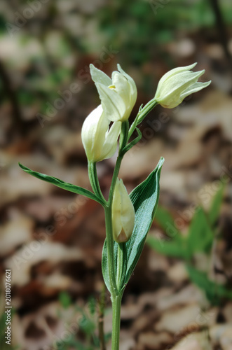 Close-up portrait of the protected White Helleborine orchid (Cephalanthera damasonium) growing in a forest habitat in Hungary.