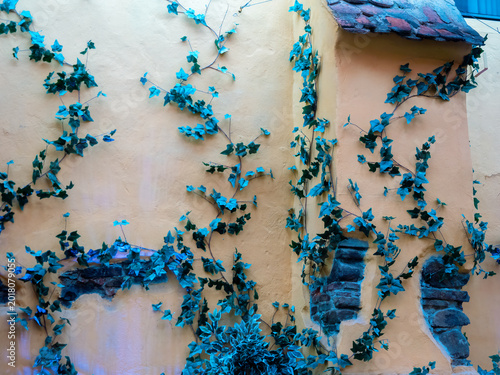 Cuadro en lienzo Ivy covered medieval wall detail in Sighisoara Romania