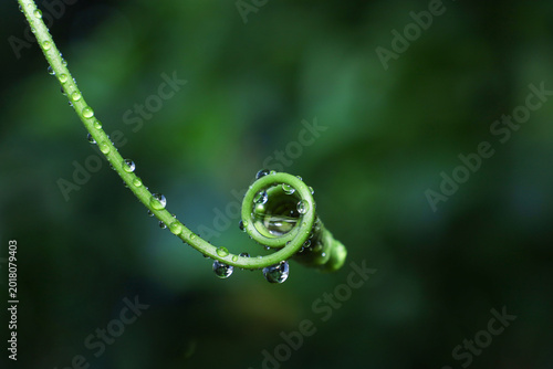fern leaf with water drops