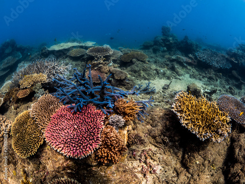 Foto Inshore coral reef of the Great Barrier Reef, dominated by Acropora coral species of many growth forms
