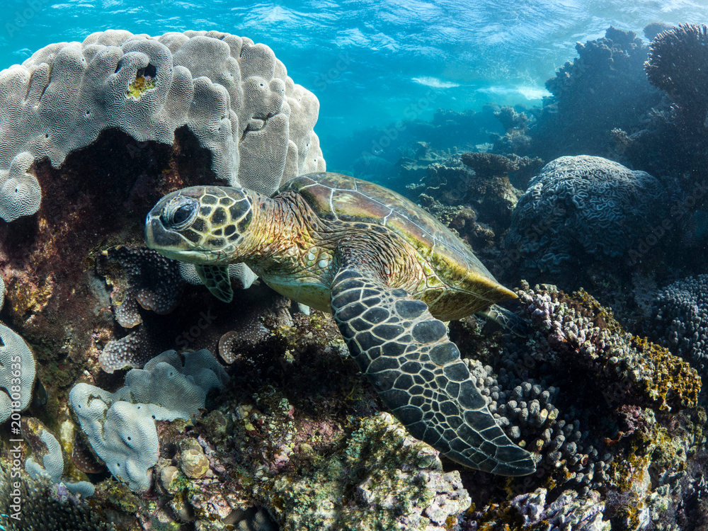 Fototapeta premium A Green Sea Turtle on the Ningaloo Reef