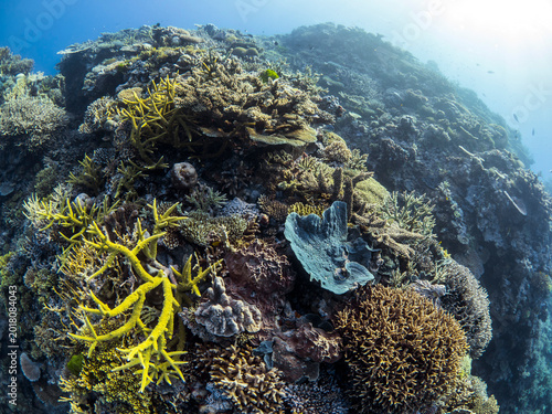 Foto Thriving coral reef, Great Barrier Reef, featuring high coral cover dominated by Acropora coral colonies