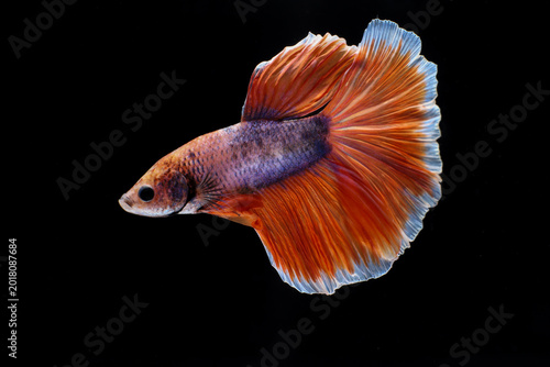 Red Blueish Betta Fish