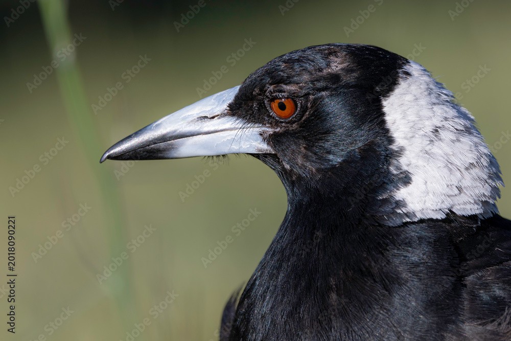 Fototapeta premium Australian magpie (Gymnorhina tibicen), Red Hill Nature Reserve, ACT, December 2025