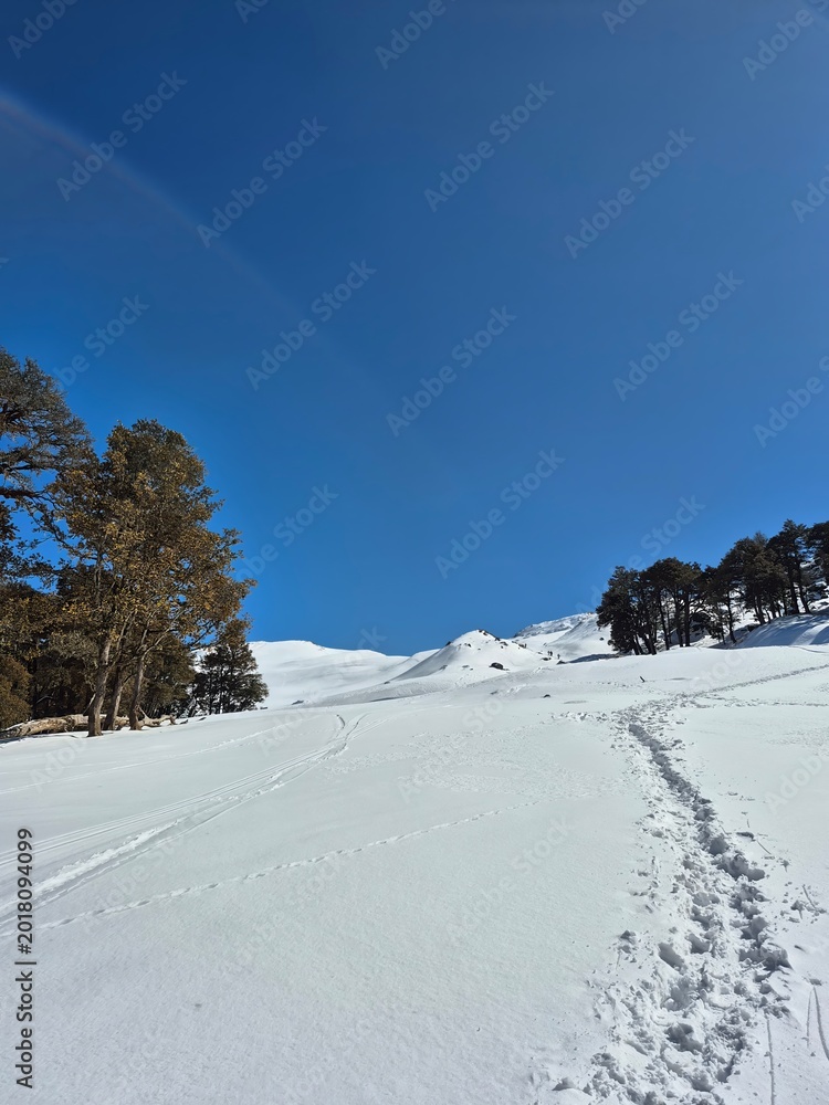Fototapeta premium Snowy winter trekking trail with deep footprints leading through pine and oak forest at Gorson Bugyal, Uttarakhand.
