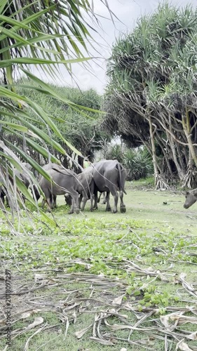 Water Buffalo Herd Grazing in a Grassy Field Among Tropical Trees