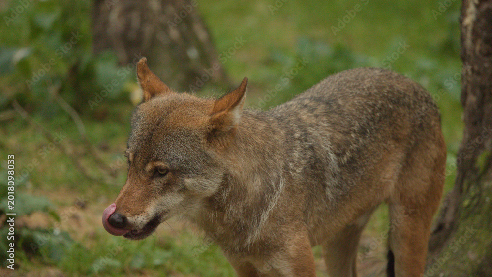 Obraz premium European Wolf Licking Its Nose in the Scottish Highlands Forest