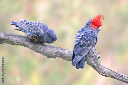 A pair of threatened gang gang cockatoos (Callocephalon fimbriatum) perched on a branch with the juvenile begging for food from the adult male, Australia