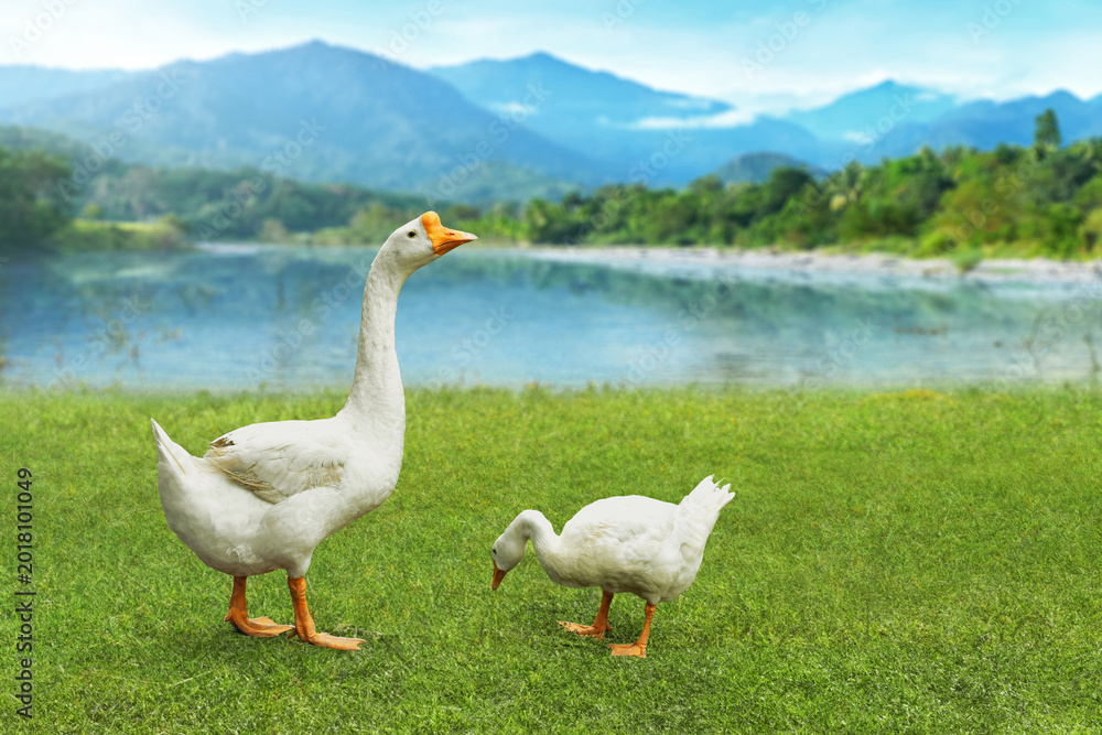Obraz premium Young white goose with mother standing on the green field and mountain lake