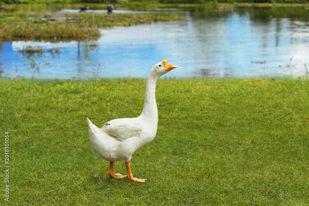 Obraz premium White goose standing on the green field