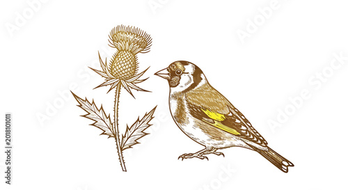 Brown bird, yellow wing, thistle flower, wildlife illustration, nature icon, vector graphics
