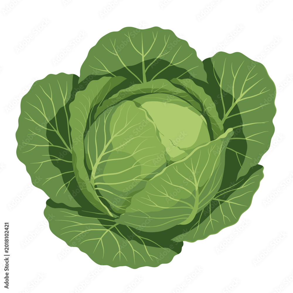 Fototapeta premium Fresh Green Cabbage Head Isolated on White Background Vector Illustration