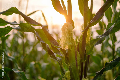 Fotografía Golden Grains at Dawn: Close-up of verdant corn stalks bathed in the soft glow of the sun, celebrating the essence of nature's bounty and the promise of a fresh harvest