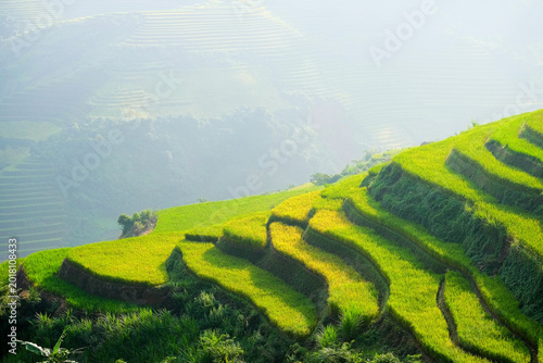 Lush Terraces in the Highlands: a vibrant view of layered rice terraces cascading down a mountainside, showcasing a harmonious blend of nature and human cultivation.