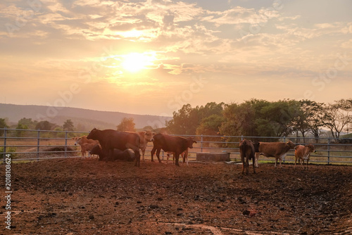 Bild auf Leinwand Golden Hour Cattle: A tranquil scene of cattle basking in the warm glow of the setting sun, captured in a serene countryside setting