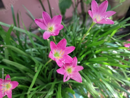 Εκτύπωση καμβά Beautiful pink rain lilies bloom in the yard with natural green foliage as a backdrop