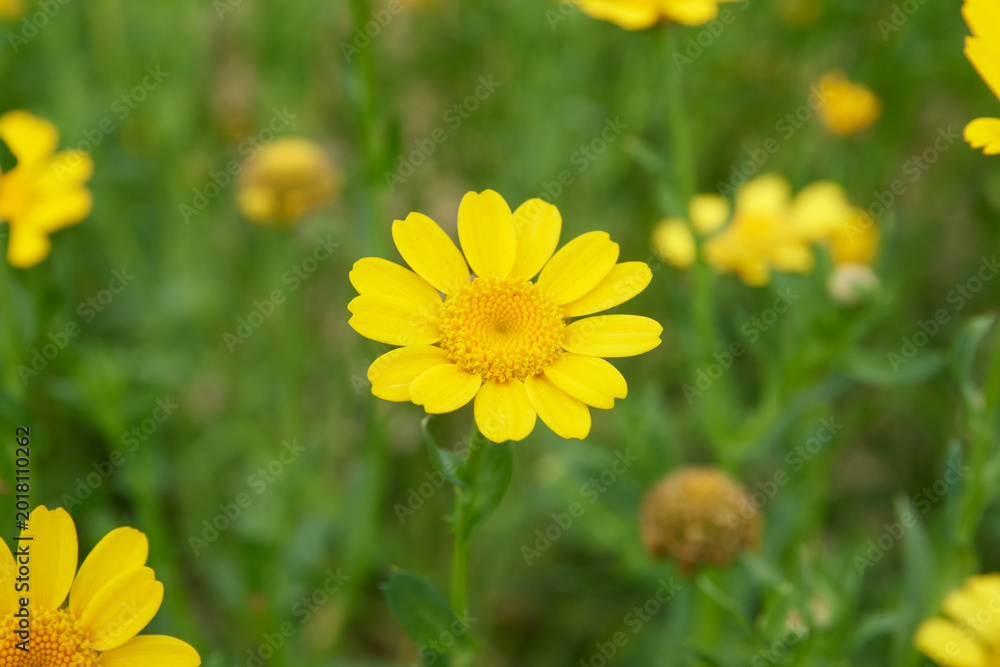 Obraz premium yellow corn marigold flower in meadow background, small daisy like blossom in soft focus and copy space, spring nature season
